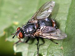 Tachinid Fly